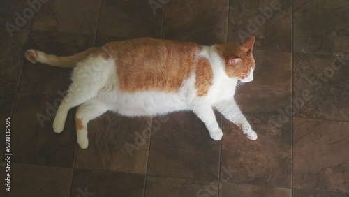 Large pet cat laying on floor inside house photo