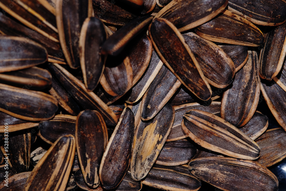 Macro texture of sunflower seed Macro texture of sunflower seed