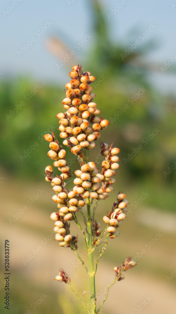 Broom corn Millet . Field of broom corn. Field of