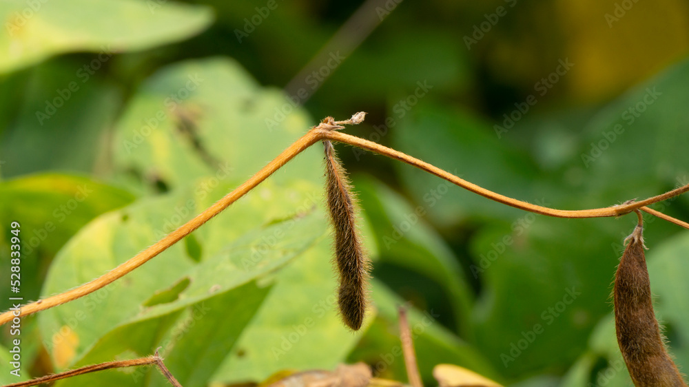 Soybean plant, harvest time. Soybean is a product with high vegetable protein which is usually processed as milk and other products.