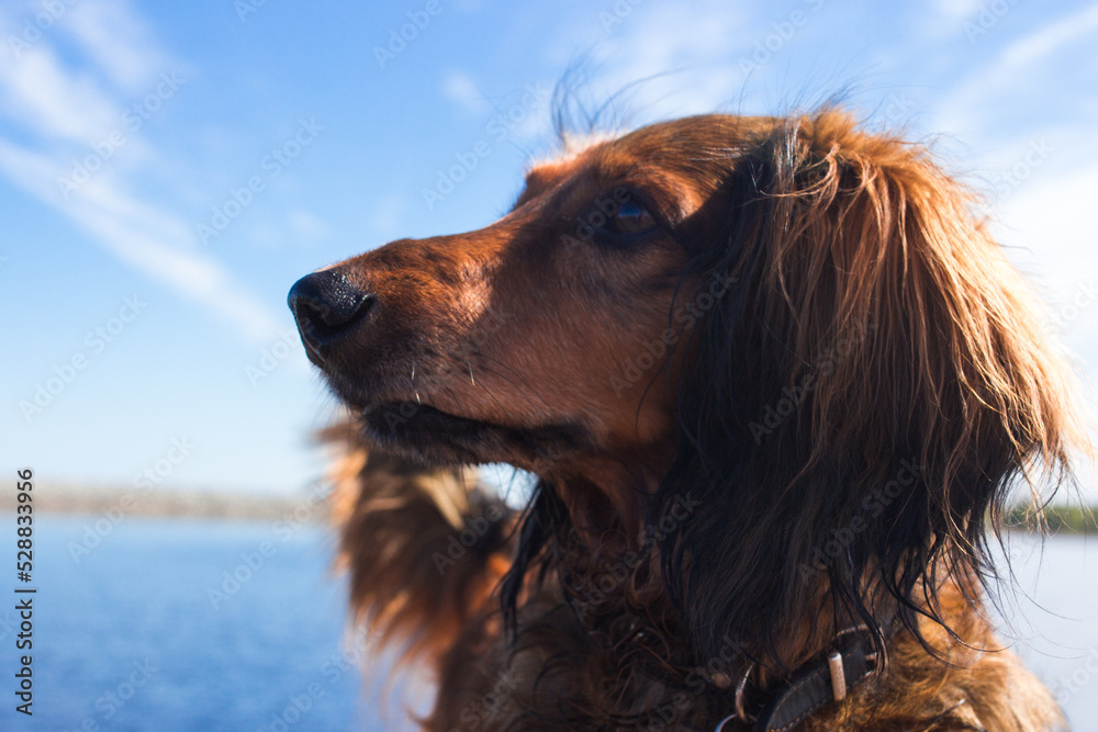 Red long haired dachschund walking on a pier on lake portarit