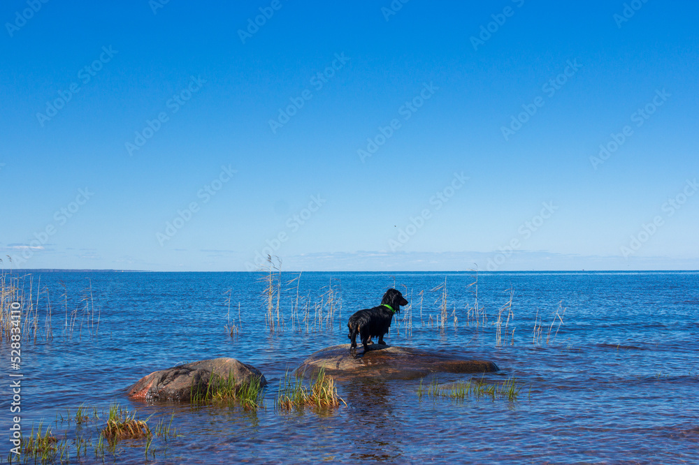 Black dachshund standing on rocks in blue water, weiner dog on lake