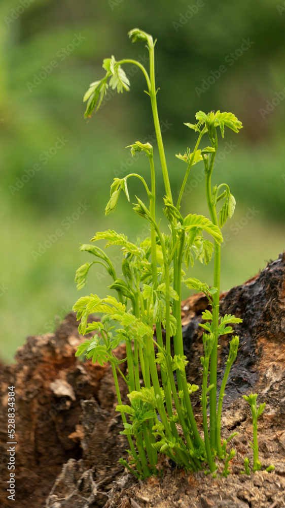Obraz premium Samanea saman shoots, which grow from the trunk of a fallen tree. This plant is a long-lived tree species. With a hard wood texture suitable for furniture