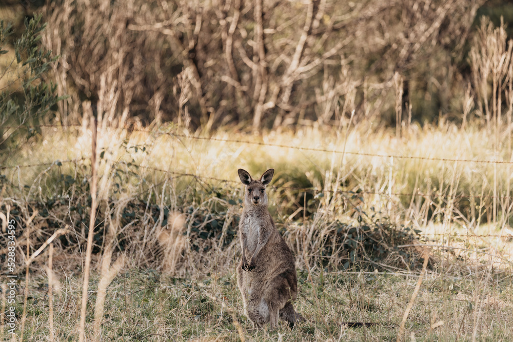 Eastern Grey Kangaroo with ears pricked and standing in the grazing fields of Eurobodalla National Park