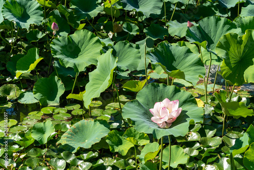蓮の花　松本城公園