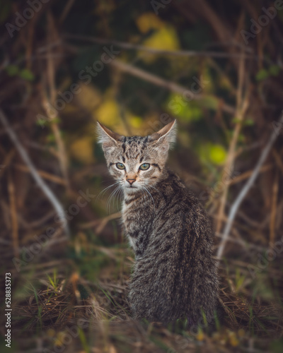 Wallpaper Mural Isolated portrait of a cute wild kitten in nature Torontodigital.ca