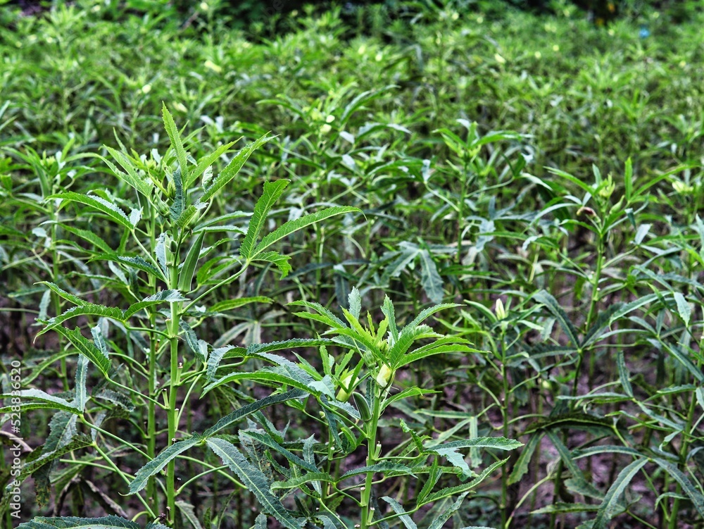 green plantation, ladyfinger green plantation, ladyfinger