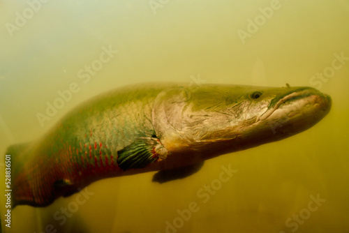 Pirarucu swimming in the river