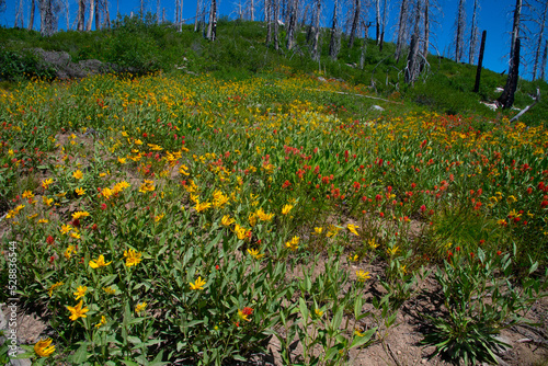 mountain wild flowers