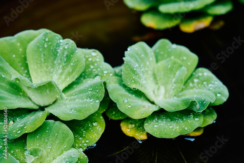 leaf with drops