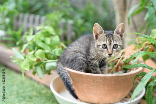cat in the garden