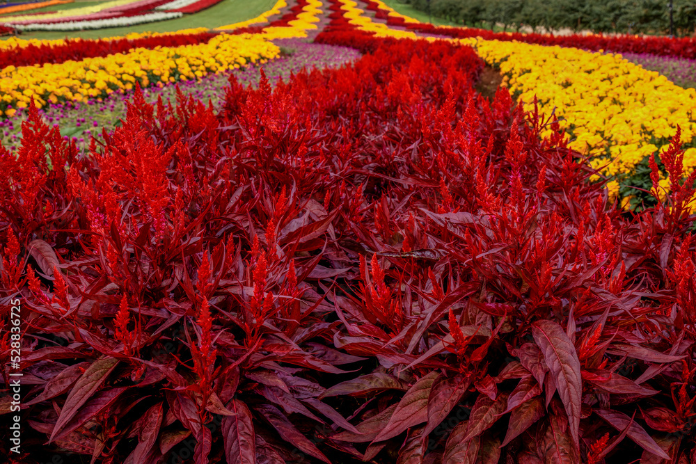 Naklejka premium Garden with red and yellow flowers in rows.