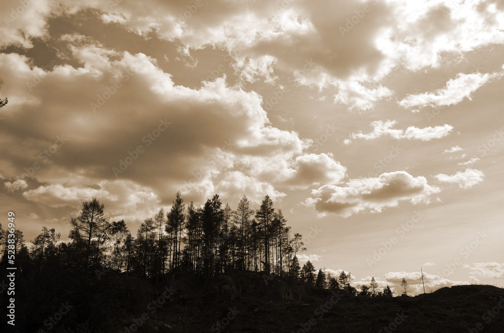 Forest on a summer day in Central Norway Forest on a summer day in Central Norway