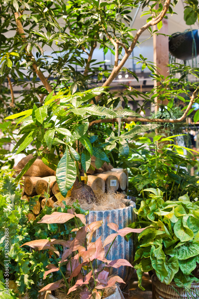 Obraz premium ガーデニング