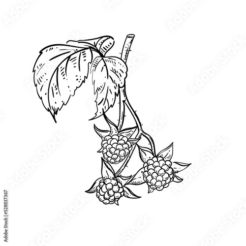 Hand drawn sketch black and white of raspberry branch, berry, leaf. Vector illustration. Elements in graphic style label, card, sticker, menu, package. Engraved style illustration.