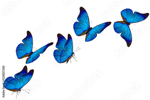 blue morpho butterfly photo