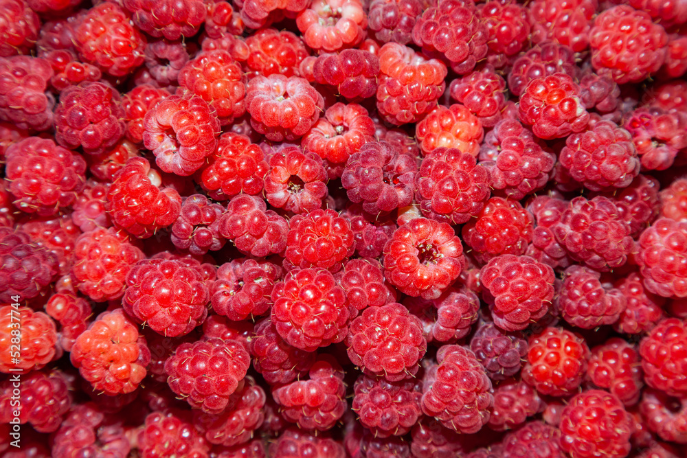 A lot of ripe raspberries, close-up, top view. A lot of ripe raspberries, close-up, top view.