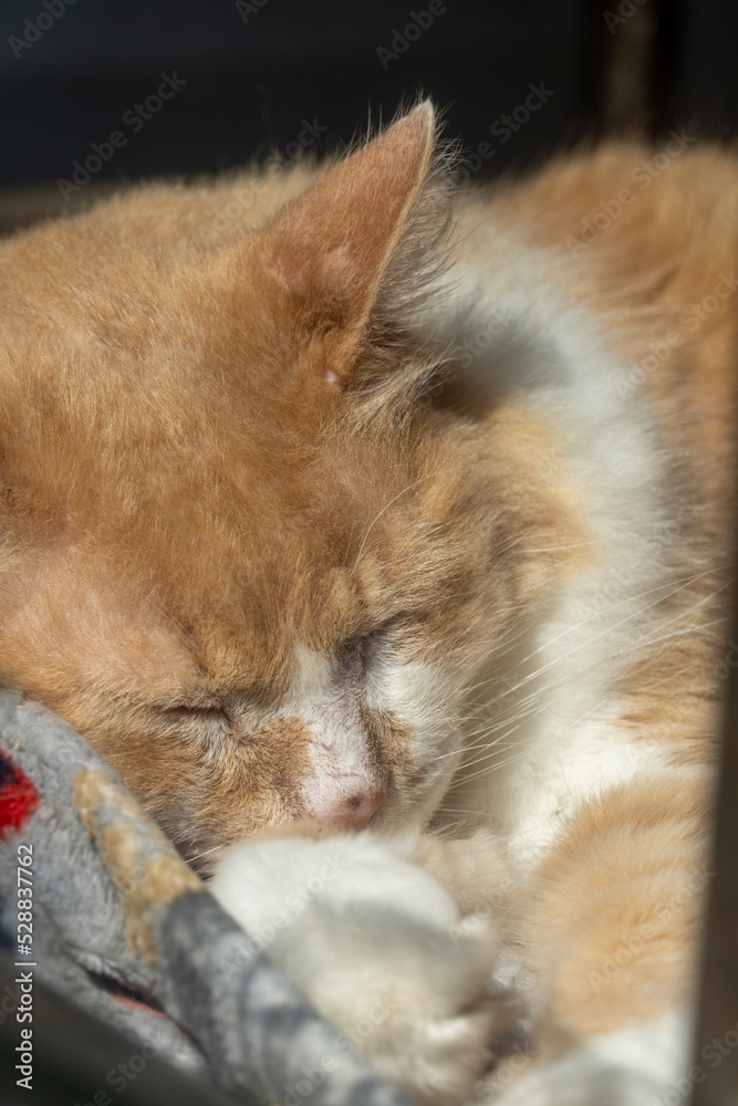Fototapeta premium Beautiful cat sleeping on a white sofa cat leaning on a glass, mexico