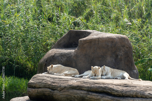 Panthera leo krugeri white lionesses resting on large stones, three white lionesses, mexico photo