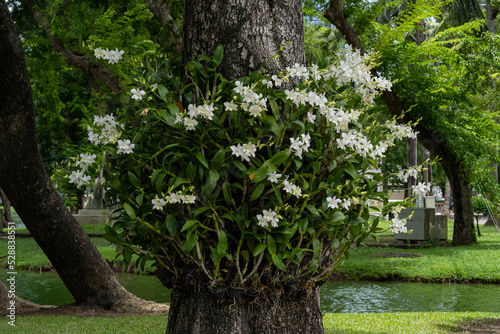 Fototapeta Naklejka Na Ścianę i Meble -  White orchids grow on a large tree next to the city pond.