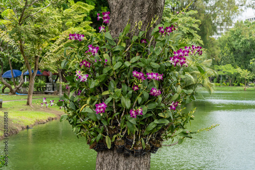 Purple orchids grow on a large tree next to the city pond.