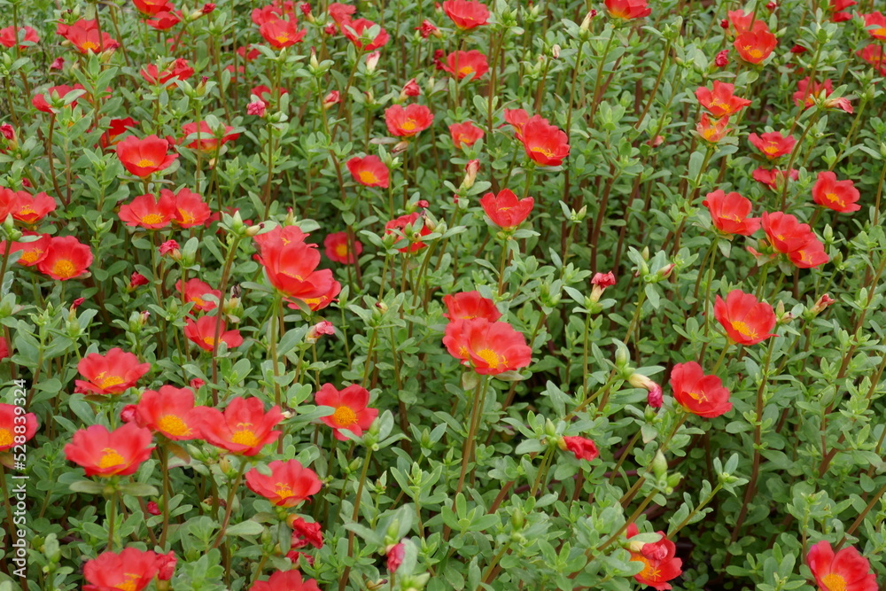 Red flowers in meadow