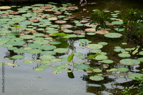 Pad plants in pond