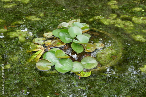 Aquatic plants in pond