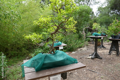 Japanese maple bonsai tree in park
