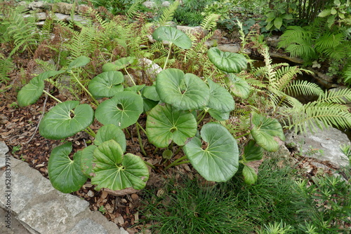 Tropical foliage in garden