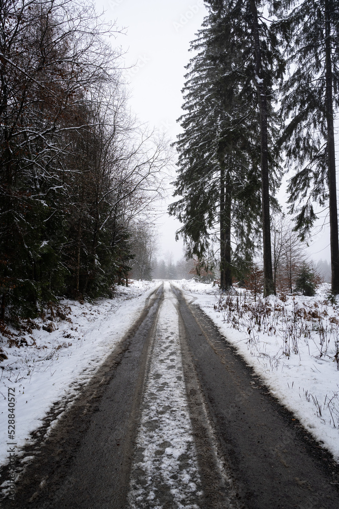 Snowy road with lanes between trees in the forest