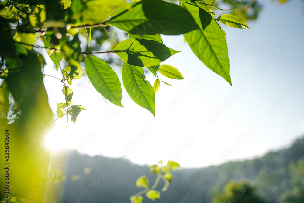 Nature background,leaf grass and green trees background Nature background,leaf grass and green trees background