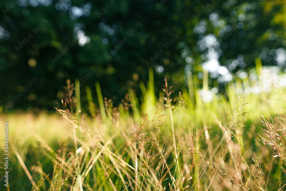 Nature background,leaf grass and green trees background Nature background,leaf grass and green trees background