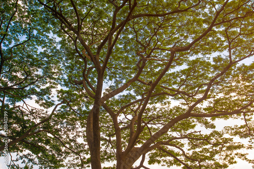 Concept image tree in the forest