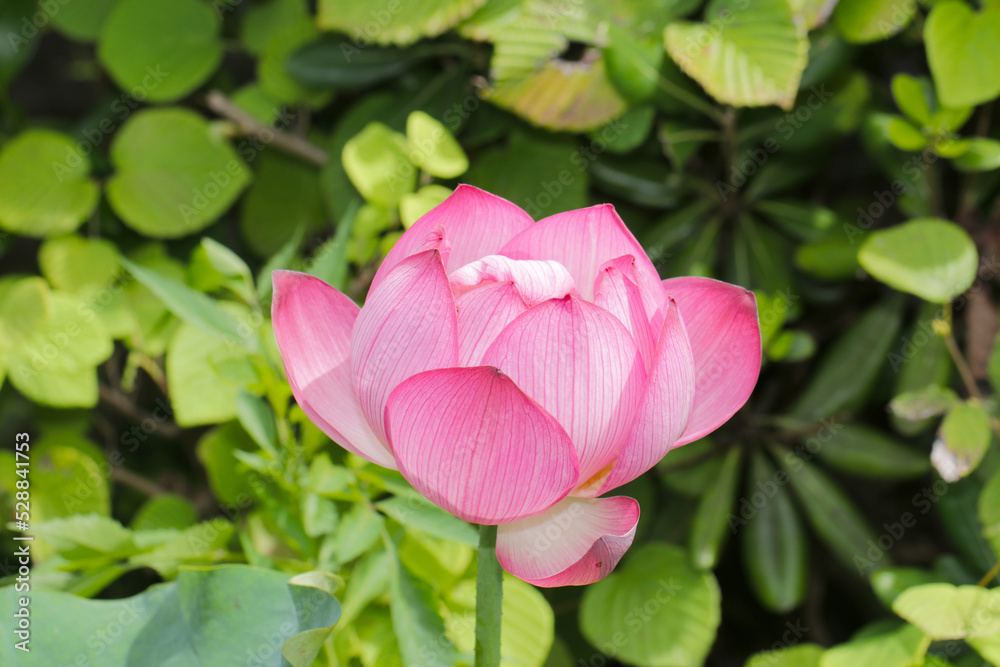 Exotic pink Exotic pink