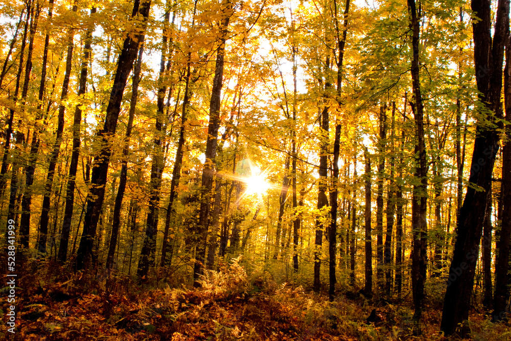 Obraz premium Sun Through the Fall Trees 