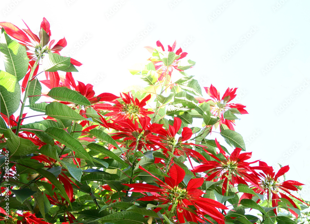 Poinsettia tree leaves and bright red colored bracts. Poinsettia tree leaves and bright red colored bracts.