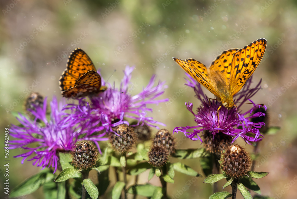 Obraz premium Bright butterflies with mottled orange plumage sit on wild flowers