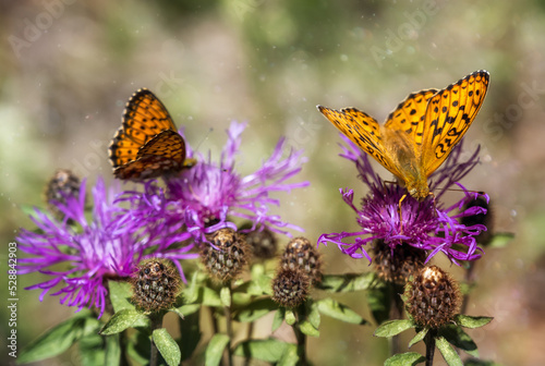 Bright butterflies with mottled orange plumage sit on wild flowers