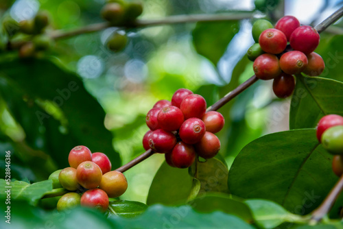 Coffee beans ripening, fresh coffee,red berry branch, industry agriculture on tree in thailand.