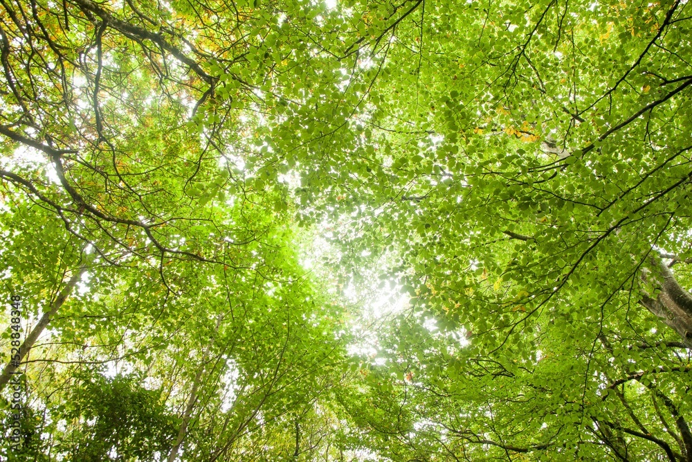 Fototapeta premium Green leaves