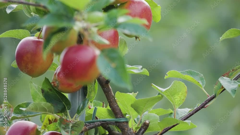 A close-up shot of the ripe juicy apples on the branches. Slow-motion, pan follow.