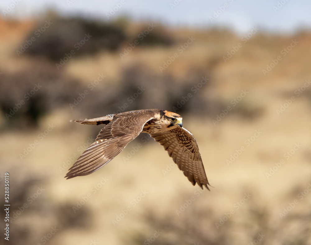 Lanner Falcon