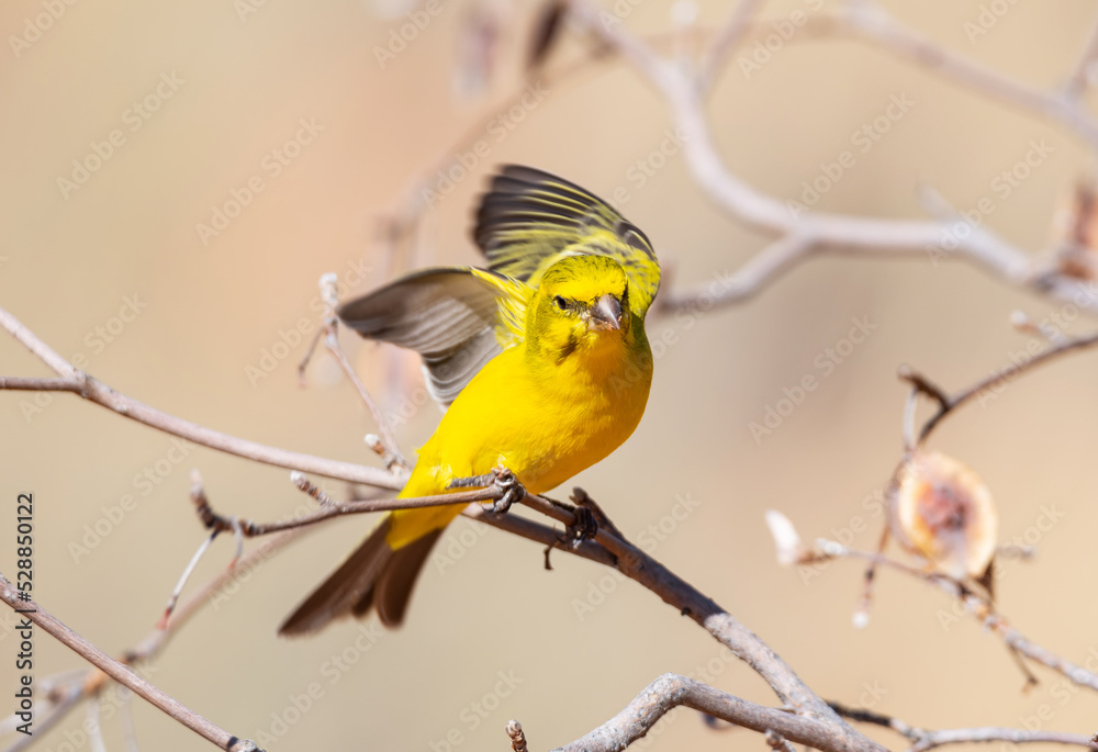 Obraz premium Yellow Canary