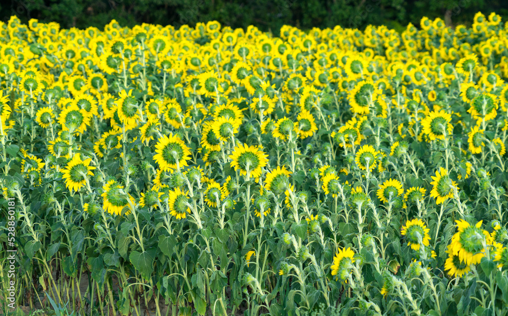 Fototapeta premium back side of rows of sunflower blooming in the field in summer