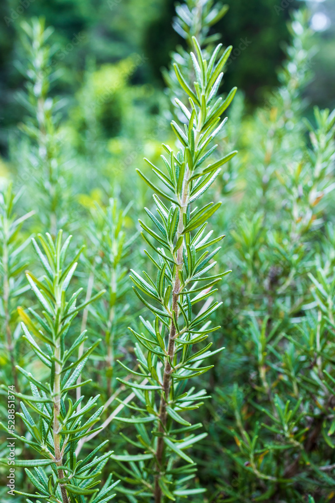 Fresh Rosemary Herb grow outdoor. Rosemary leaves Close-up. Fresh Rosemary Herb grow outdoor. Rosemary leaves Close-up.