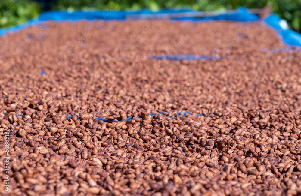 Organic cocoa beans sun drying on a farm Organic cocoa beans sun drying on a farm