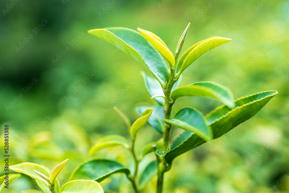 Obraz premium Top of Green tea leaf in the morning, tea plantation