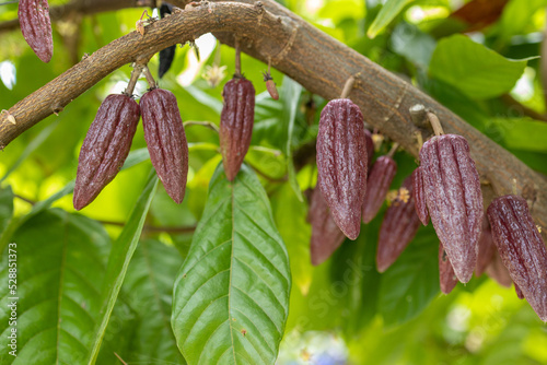 Cacao Tree (Theobroma cacao). Organic cocoa fruit pods in nature. © freedom_naruk
