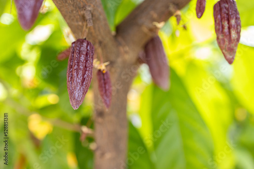 Photography Cacao Tree (Theobroma cacao). Organic cocoa fruit pods in nature.